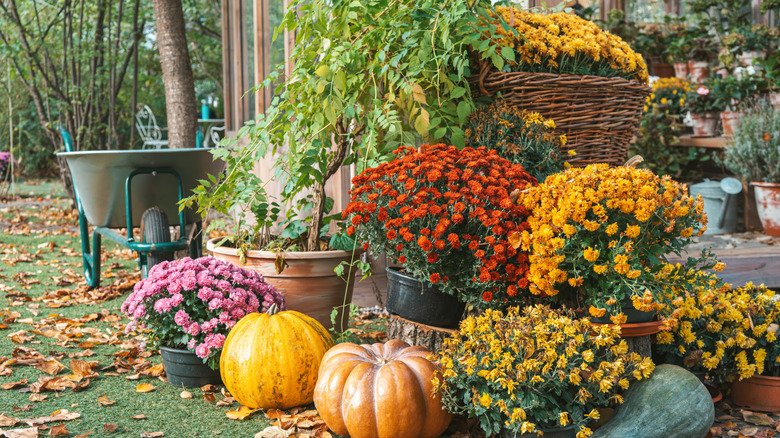 A pyramid of planted mums in yellow, red, and pink with a couple of pumpkins at the base.