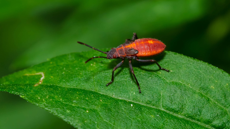 Close in view of a boxelder bug.