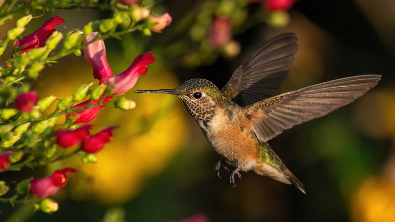 A hummingbird hovers in the air.