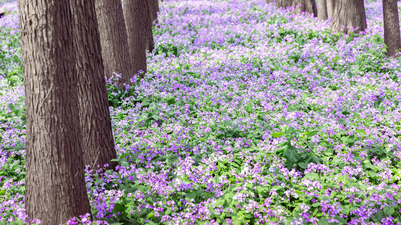 A small garden space lies under a line of trees.