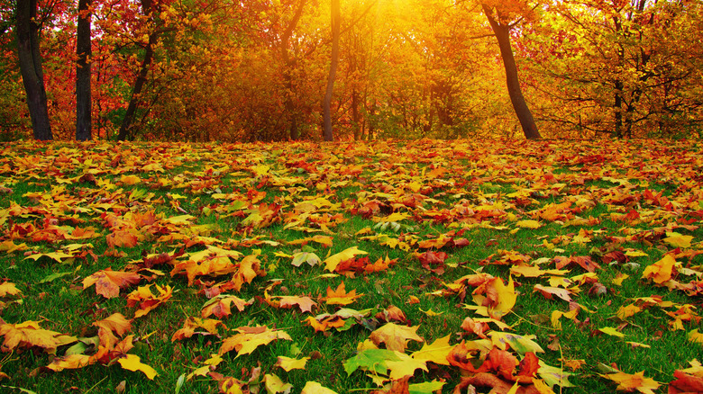 Fall leaves litter a lawn with trees in the background.